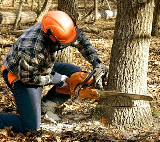 Tree Removal in Kincaid, KS